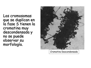 Los cromosomas
que se duplican en
la fase S tienen la
cromatina muy
descondensada y
no se puede
observar su
morfología.
Cromatina Descondensada
 