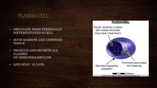 PLASMA CELL
• ORIGINATE FROM TERMINALLY
DIFFERENTIATED B CELL
• BONE MARROW AND LYMPHOID
TISSUE
• PRODUCE AND SECRETE ALL
CLASSES
OF IMMUNOGLOBULINS
• LIFE SPAN : 30 DAYS.
 