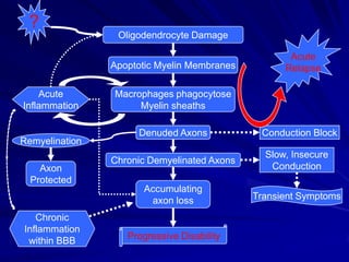 Oligodendrocyte Damage
Apoptotic Myelin Membranes
Macrophages phagocytose
Myelin sheaths
Denuded Axons
Chronic Demyelinated Axons
Accumulating
axon loss
Progressive Disability
Acute
Inflammation
?
Conduction Block
Remyelination
Slow, Insecure
Conduction
Transient Symptoms
Acute
Relapse
Axon
Protected
Chronic
Inflammation
within BBB
 