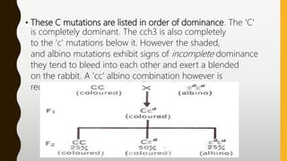 • These C mutations are listed in order of dominance. The 'C'
is completely dominant. The cch3 is also completely
to the 'c' mutations below it. However the shaded,
and albino mutations exhibit signs of incomplete dominance
they tend to bleed into each other and exert a blended
on the rabbit. A 'cc' albino combination however is
recessive.
 