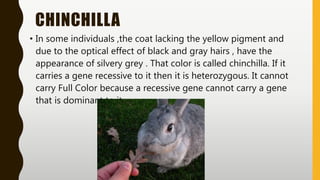 CHINCHILLA
• In some individuals ,the coat lacking the yellow pigment and
due to the optical effect of black and gray hairs , have the
appearance of silvery grey . That color is called chinchilla. If it
carries a gene recessive to it then it is heterozygous. It cannot
carry Full Color because a recessive gene cannot carry a gene
that is dominant to it.
 