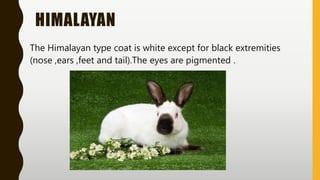 HIMALAYAN
The Himalayan type coat is white except for black extremities
(nose ,ears ,feet and tail).The eyes are pigmented .
 