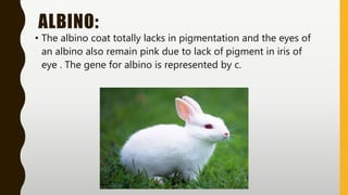 ALBINO:
• The albino coat totally lacks in pigmentation and the eyes of
an albino also remain pink due to lack of pigment in iris of
eye . The gene for albino is represented by c.
 