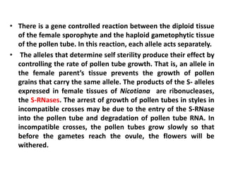 • There is a gene controlled reaction between the diploid tissue
of the female sporophyte and the haploid gametophytic tissue
of the pollen tube. In this reaction, each allele acts separately.
• The alleles that determine self sterility produce their effect by
controlling the rate of pollen tube growth. That is, an allele in
the female parent’s tissue prevents the growth of pollen
grains that carry the same allele. The products of the S- alleles
expressed in female tissues of Nicotiana are ribonucleases,
the S-RNases. The arrest of growth of pollen tubes in styles in
incompatible crosses may be due to the entry of the S-RNase
into the pollen tube and degradation of pollen tube RNA. In
incompatible crosses, the pollen tubes grow slowly so that
before the gametes reach the ovule, the flowers will be
withered.
 