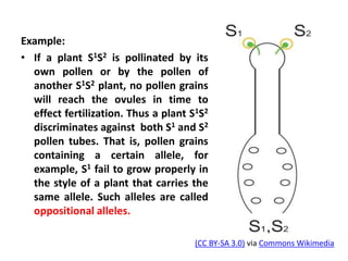 Example:
• If a plant S1S2 is pollinated by its
own pollen or by the pollen of
another S1S2 plant, no pollen grains
will reach the ovules in time to
effect fertilization. Thus a plant S1S2
discriminates against both S1 and S2
pollen tubes. That is, pollen grains
containing a certain allele, for
example, S1 fail to grow properly in
the style of a plant that carries the
same allele. Such alleles are called
oppositional alleles.
(CC BY-SA 3.0) via Commons Wikimedia
 