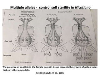 Multiple alleles - control self sterility in Nicotiana
Credit : Suzuki et. al., 1986
The presence of an allele in the female parent’s tissue prevents the growth of pollen tubes
that carry the same allele.
 