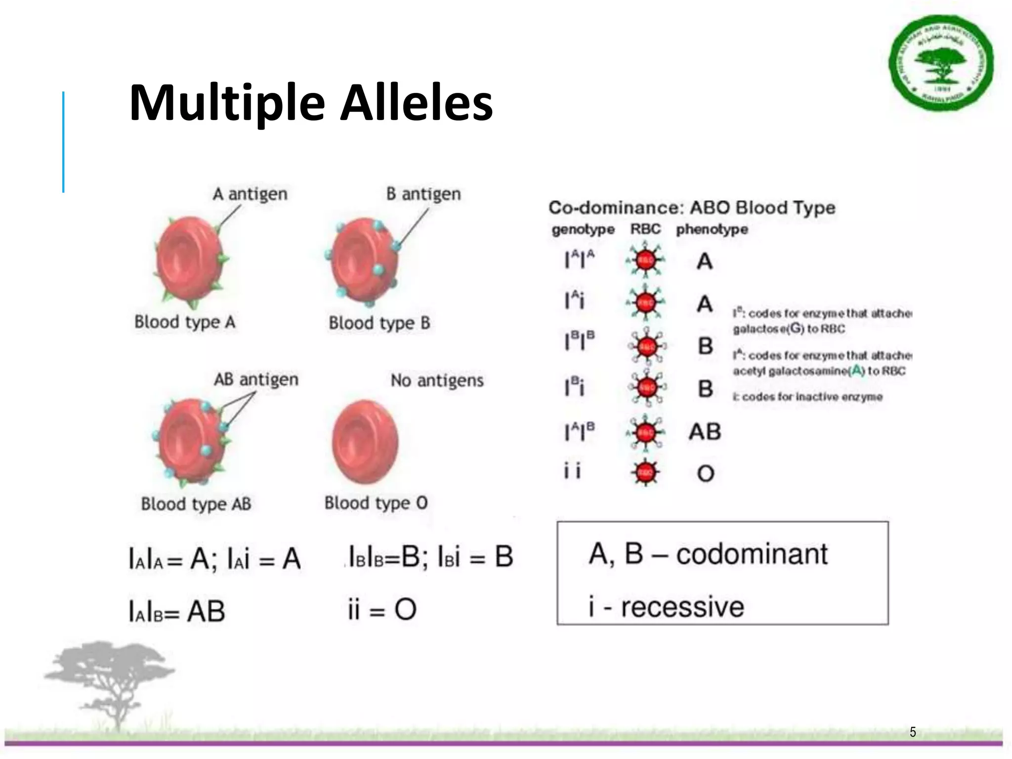 Multiple Alleles.pptx