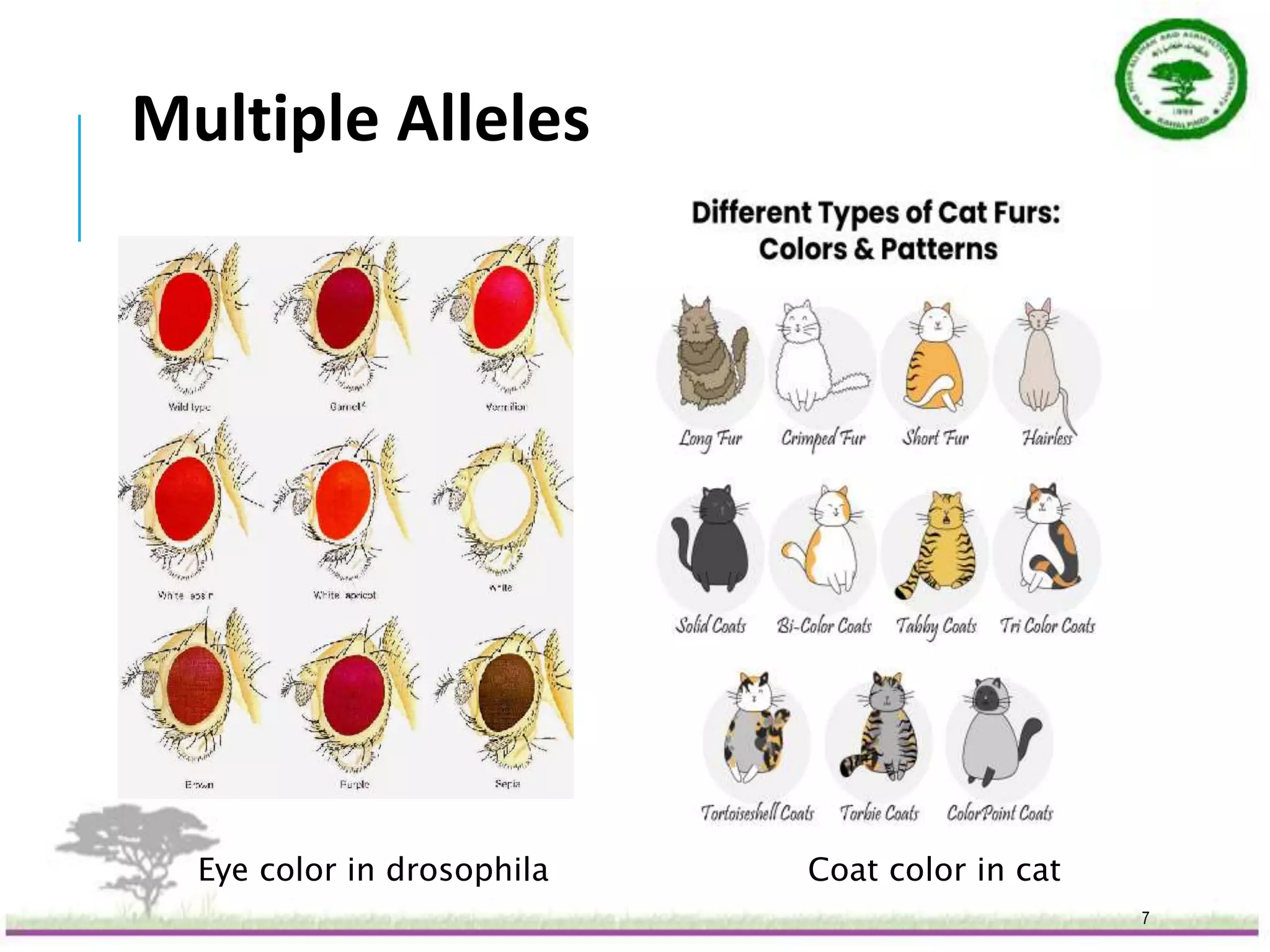 Multiple Alleles.pptx