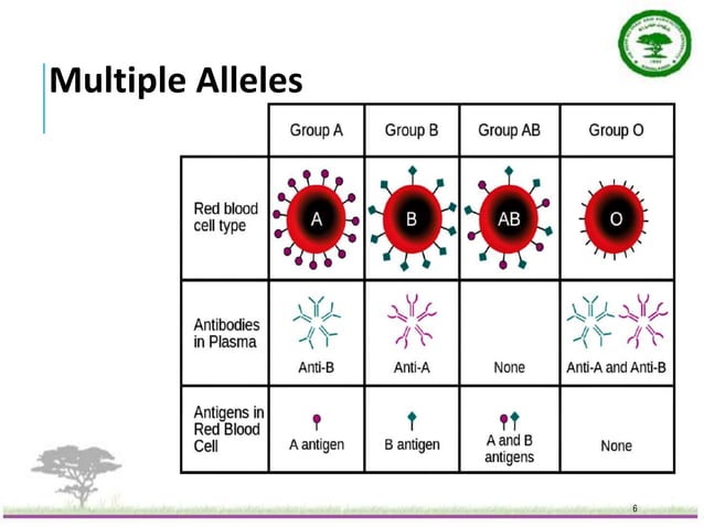Multiple Alleles.pptx