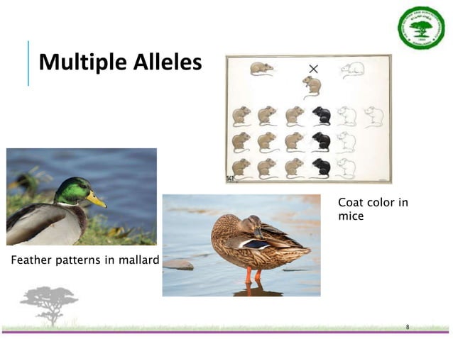 Multiple Alleles.pptx