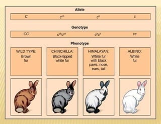 Gene Form Multiple Alleles: Inheritance Pattern Involving More Than Two Gene ...