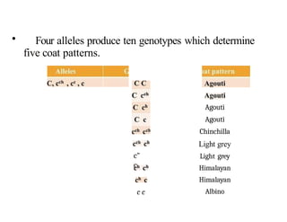 Multiple Alleles: Inheritance Pattern Involving More Than Two Gene ...