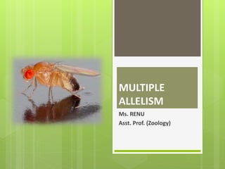 MULTIPLE
ALLELISM
Ms. RENU
Asst. Prof. (Zoology)
 