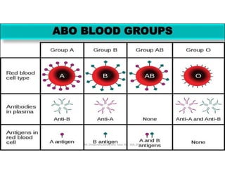 MULTIPLE ALLOTS ( ALLELES ) AND BLOOD GROUPS OM VERMA 2023.pdf