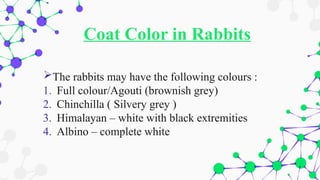 Coat Color in Rabbits
The rabbits may have the following colours :
1. Full colour/Agouti (brownish grey)
2. Chinchilla ( Silvery grey )
3. Himalayan – white with black extremities
4. Albino – complete white
 