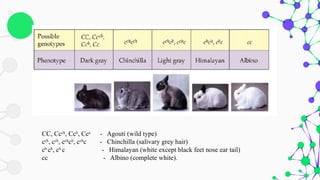 CC, Ccch
, Cch
, Cca
- Agouti (wild type)
cch
, cch
, cch
ch
, cch
c - Chinchilla (salivary grey hair)
ch
ch
, ch
c - Himalayan (white except black feet nose ear tail)
cc - Albino (complete white).
 