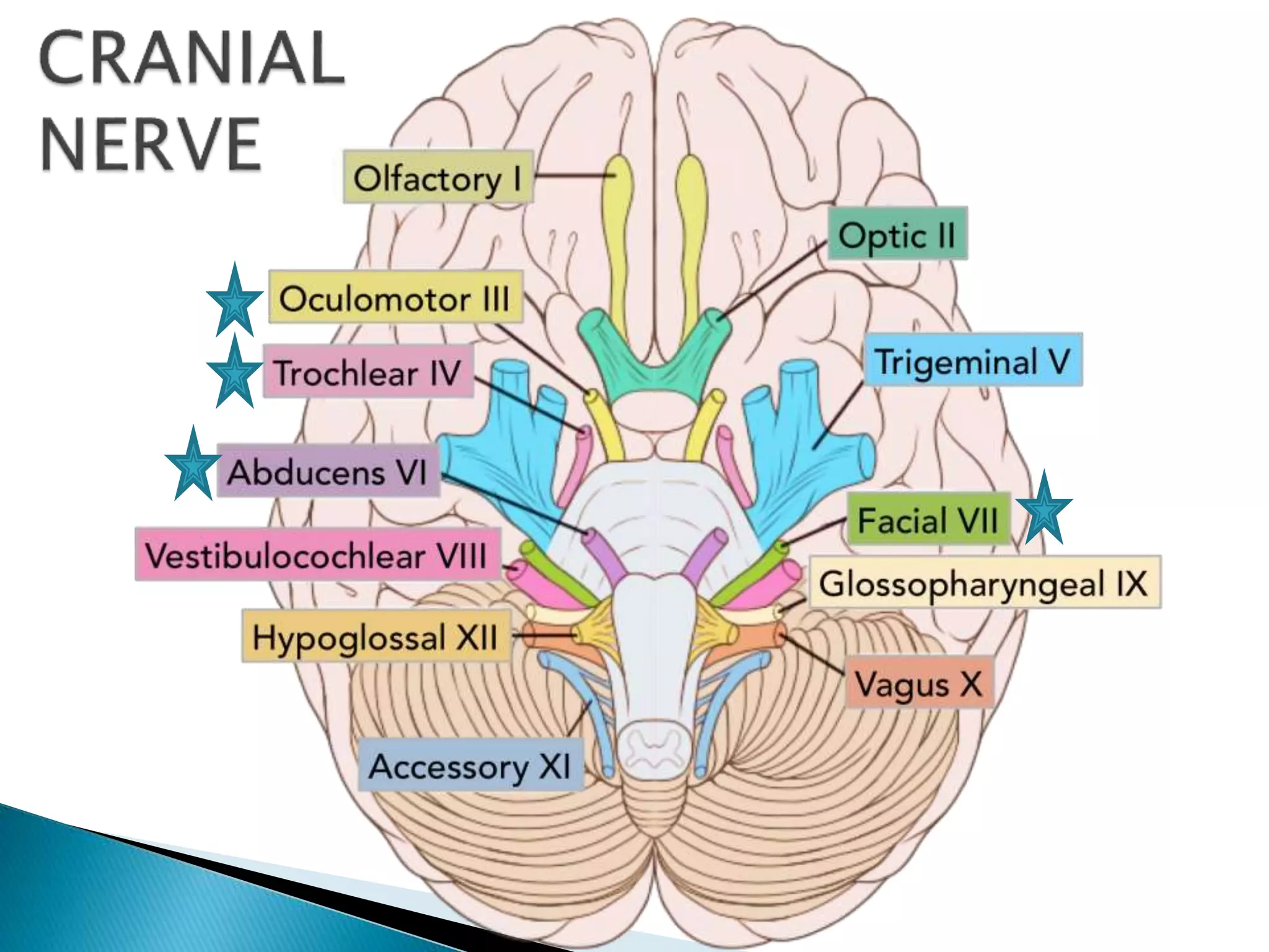 Multiple cranial nerve palsy final | PPTX