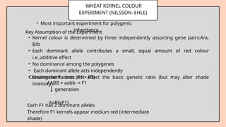 WHEAT KERNEL COLOUR
EXPERIMENT (NILSSON–EHLE)
• Kernel colour is determined by three independently assorting gene pairs:A/a,
B/b
• Each dominant allele contributes a small, equal amount of red colour
i.e.,additive effect
• No dominance among the polygenes
• Each dominant allele acts independently
• Environment does not affect the basic genetic ratio (but may alter shade
intensity).
• Most important experiment for polygenic
inheritance
Key Assumption of the Experiment
Crossing the Parents (P1 × P2)
AABB × aabb F1
→
generation
AaBb(F1)
Each F1 has 2 dominant alleles
Therefore F1 kernels appear medium red (intermediate
shade)
 