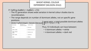 WHEAT KERNEL COLOUR
EXPERIMENT (NILSSON–EHLE)
F1 Selfing (AaBbCc × AaBbCc F2)
→
• The F2 generation shows wide variation in kernel colour shades due to
recombination.
• The range depends on number of dominant alleles, not on specific gene
positions.
• Gives 5 phenotypic classes (because 2n+1 = 2×2+1 = 5)
2 gene pairs total possible dominant alleles
→
= 4
Thus, F2 individuals can have between:
• 0 dominant alleles white
→
• 4 dominant alleles dark red
→
 