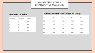 WHEAT KERNEL COLOUR
EXPERIMENT (NILSSON–EHLE)
Gametes of AaBb: Punnett Square Structure (4 × 4 Grid):-
 