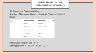 WHEAT KERNEL COLOUR
EXPERIMENT (NILSSON–EHLE)
F2 Phenotypic Classes and Ratio:-
Number of Dominant Alleles Shade of Colour Expected
→ →
Ratio:-
Phenotyipic ratio:1 : 4 : 6 : 4 : 1
Genotypic ratio:-1 : 2 : 2 : 4 : 1 : 2 : 1 : 2 : 1
 