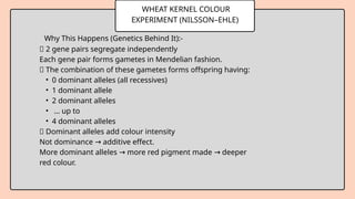 WHEAT KERNEL COLOUR
EXPERIMENT (NILSSON–EHLE)
Why This Happens (Genetics Behind It):-
🔸 2 gene pairs segregate independently
Each gene pair forms gametes in Mendelian fashion.
🔸 The combination of these gametes forms offspring having:
• 0 dominant alleles (all recessives)
• 1 dominant allele
• 2 dominant alleles
• … up to
• 4 dominant alleles
🔸 Dominant alleles add colour intensity
Not dominance additive effect.
→
More dominant alleles more red pigment made deeper
→ →
red colour.
 