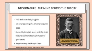 NILSSON-EHLE : THE MIND BEHIND THE THEORY
• First demonstrated polygenic
inheritance using wheat kernel colour in
1908.
• Showed that multiple genes control a single
trait and established concept of additive
gene effects.
• Helped develop the Multiple Factor
Hypothesis and united Mendelian and
NILS HERMAN NILSSON-EHLE
(12 FEBRUARY 1873 – 29 DECEMBER
1949)
 