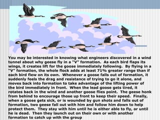 You may be interested in knowing what engineers discovered in a wind
tunnel about why geese fly in a “V” formation. As each bird flaps its
wings, it creates lift for the goose immediately following. By flying in a
“V” formation, the whole flock adds at least 71% greater range than if
each bird flew on its own. Whenever a goose falls out of formation, it
suddenly feels the drag and resistance of trying to go it alone, and
moves back into formation to take advantage of the lifting power of
the bird immediately in front. When the lead goose gets tired, it
rotates back in the wind and another goose flies point. The geese honk
from behind to encourage those up front to keep their speed. Finally,
when a goose gets sick, or is wounded by gun shots and falls out of
formation, two geese fall out with him and follow him down to help
protect them. They stay with him until he is either able to fly, or until
he is dead. Then they launch out on their own or with another
formation to catch up with the group
 