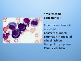*Microscopic
appearance – -
Eccentric nucleus with
nucleolus
Coarsely clumped
chromatin in spoke-of-
wheel fashion
Basophilic cytoplasm
Perinuclear halo
 