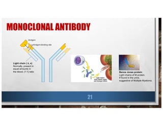MONOCLONAL ANTIBODY
21
Light chain ( λ, κ)
Normally, present in
equal amounts in
the blood; (1:1) ratio Bence Jones protein:
Light chains of M protein.
If found in the urine,
suggestive of Multiple Myeloma.
 