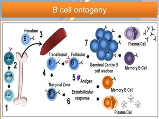 B cell ontogeny
 