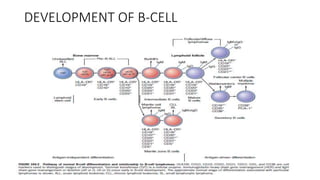 DEVELOPMENT OF B-CELL
 