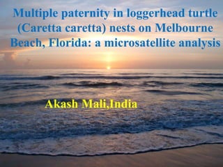 Multiple paternity in loggerhead turtle
(Caretta caretta) nests on Melbourne
Beach, Florida: a microsatellite analysis
Akash Mali,India
 