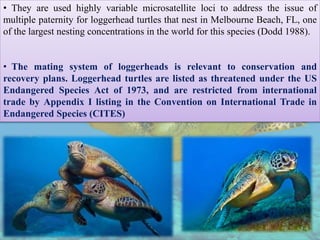 • They are used highly variable microsatellite loci to address the issue of
multiple paternity for loggerhead turtles that nest in Melbourne Beach, FL, one
of the largest nesting concentrations in the world for this species (Dodd 1988).
• The mating system of loggerheads is relevant to conservation and
recovery plans. Loggerhead turtles are listed as threatened under the US
Endangered Species Act of 1973, and are restricted from international
trade by Appendix I listing in the Convention on International Trade in
Endangered Species (CITES)
 