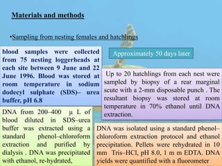 Materials and methods
•Sampling from nesting females and hatchlings
blood samples were collected
from 75 nesting loggerheads at
each site between 9 June and 22
June 1996. Blood was stored at
room temperature in sodium
dodecyl sulphate (SDS)– urea
buffer, pH 6.8
Approximately 50 days later
Up to 20 hatchlings from each nest were
sampled by biopsy of a rear marginal
scute with a 2-mm disposable punch . The
resultant biopsy was stored at room
temperature in 70% ethanol until DNA
extraction.
DNA was isolated using a standard phenol–
chloroform extraction protocol and ethanol
precipitation. Pellets were rehydrated in 10
mm Tris–HCl, pH 8.0, 1 m m EDTA. DNA
yields were quantified with a fluorometer
DNA from 200–400 µ L of
blood diluted in SDS–urea
buffer was extracted using a
standard phenol–chloroform
extraction and purified by
dialysis . DNA was precipitated
with ethanol, re-hydrated,
 
