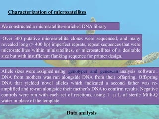 Characterization of microsatellites
We constructed a microsatellite-enriched DNA library
Over 300 putative microsatellite clones were sequenced, and many
revealed long (> 400 bp) imperfect repeats, repeat sequences that were
microsatellites within minisatellites, or microsatellites of a desirable
size but with insufficient flanking sequence for primer design.
Allele sizes were assigned using genotyper and genescan analysis software .
DNA from mothers was run alongside DNA from their offspring. Offspring
DNA that yielded novel alleles which indicated a second father was re-
amplified and re-run alongside their mother’s DNA to confirm results. Negative
controls were run with each set of reactions, using 1 µ L of sterile Milli-Q
water in place of the template
Data analysis
 