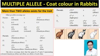 Multiple Alleles | PPTX