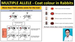 Multiple Alleles | PPTX