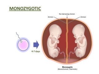 MONOZYGOTIC




       4-7 days
 