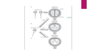Twin Multiple Pregnancy Obstetrics Ppt