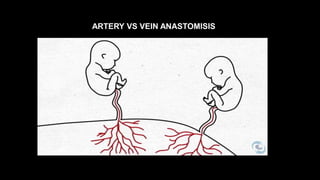 ARTERY VS VEIN ANASTOMISIS
 