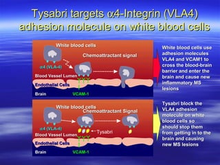 Tysabri targets α4-Integrin (VLA4)
adhesion molecule on white blood cells
             White blood cells                     White blood cells use
                          Chemoattractant signal   adhesion molecules
                                                   VLA4 and VCAM1 to
     α 4 (VLA-4)                                   cross the blood-brain
                                                   barrier and enter the
   Blood Vessel Lumen                              brain and cause new
   Endothelial Cells                               inflammatory MS
                                                   lesions
   Brain               VCAM-1

                                                   Tysabri block the
             White blood cells                     VLA4 adhesion
                        Chemoattractant Signal
                                                   molecule on white
                                                   blood cells so
     α 4 (VLA-4)                                   should stop them
                                 Tysabri           from getting in to the
   Blood Vessel Lumen
                                                   brain and causing
   Endothelial Cells                               new MS lesions
   Brain               VCAM-1
 