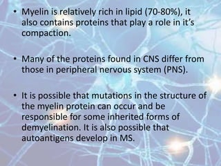 • Myelin is relatively rich in lipid (70-80%), it
also contains proteins that play a role in it’s
compaction.
• Many of the proteins found in CNS differ from
those in peripheral nervous system (PNS).
• It is possible that mutations in the structure of
the myelin protein can occur and be
responsible for some inherited forms of
demyelination. It is also possible that
autoantigens develop in MS.
 