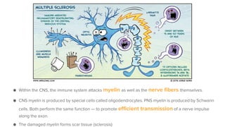 ● Within the CNS, the immune system attacks myelin as well as the nerve fibers themselves.
● CNS myelin is produced by special cells called oligodendrocytes. PNS myelin is produced by Schwann
cells. Both perform the same function — to promote efficient transmission of a nerve impulse
along the axon.
● The damaged myelin forms scar tissue (sclerosis)
 