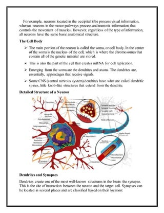 Forexample, neurons located in the occipital lobe process visual information,
whereas neurons in the motor pathways process and transmit information that
controls the movement of muscles. However, regardless of the type of information,
all neurons have the same basic anatomical structure.
The Cell Body
 The main portion of the neuron is called the soma, or cell body. In the center
of the soma is the nucleus of the cell, which is where the chromosomes that
contain all of the genetic material are stored.
 This is also the part of the cell that creates mRNA for cell replication.
 Emerging from the soma are the dendrites and axons. The dendrites are,
essentially, appendages that receive signals.
 Some CNS (central nervous system) dendrites have what are called dendritic
spines, little knob-like structures that extend from the dendrite.
DetailedStructure of a Neuron
Dendrites and Synapses
Dendrites create one of the most well-known structures in the brain: the synapse.
This is the site of interaction between the neuron and the target cell. Synapses can
be located in several places and are classified based on their location:
 