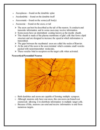  Axospinous – found on the dendritic spine
 Axodendritic – found on the dendrite itself
 Axosomatic - found on the soma (cell body)
 Axoaxonic – found on the axon, or tail
 The axon can best be described as the tail of the neuron. It conducts and
transmits information and in some cases may receive information.
 Some axons have an intermittent coating known as the myelin sheath.
 This sheath is made of the plasma membrane of glial cells that form a lipid
structure and are designed to increase the speed at which information is
transmitted.
 The gaps between the myelinated axon are called the nodes of Ranvier.
 At the end of the axon is the axon terminal which contains small vesicles
packed with neurotransmitter molecules.
 These vesicles bind to receptors on the target cells when activated.
NeocorticalPyramidal Neuron
o Both dendrites and axons are capable of forming multiple synapses.
o Although neurons only have one axon, this one axon can branch out
extensively allowing it to distribute information to multiple target cells.
o Because of this, neurons can send and receive information to and from
numerous targets.
 