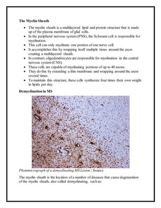 The Myelin Sheath
 The myelin sheath is a multilayered lipid and protein structure that is made
up of the plasma membrane of glial cells.
 In the peripheral nervous system (PNS), the Schwann cell is responsible for
myelination.
 This cell can only myelinate one portion of one nerve cell.
 It accomplishes this by wrapping itself multiple times around the axon
creating a multilayered sheath.
 In contrast, oligodendrocytes are responsible for myelination in the central
nervous system (CNS).
 These cells are capable of myelinating portions of up to 40 axons.
 They do this by extending a thin membrane and wrapping around the axon
several times.
 To maintain this structure, these cells synthesize four times their own weight
in lipids per day.
Demyelination in MS
Photomicrograph of a demyelinating MS Lesion | Source
The myelin sheath is the location of a number of diseases that cause degeneration
of the myelin sheath, also called demyelinating, such as:
 