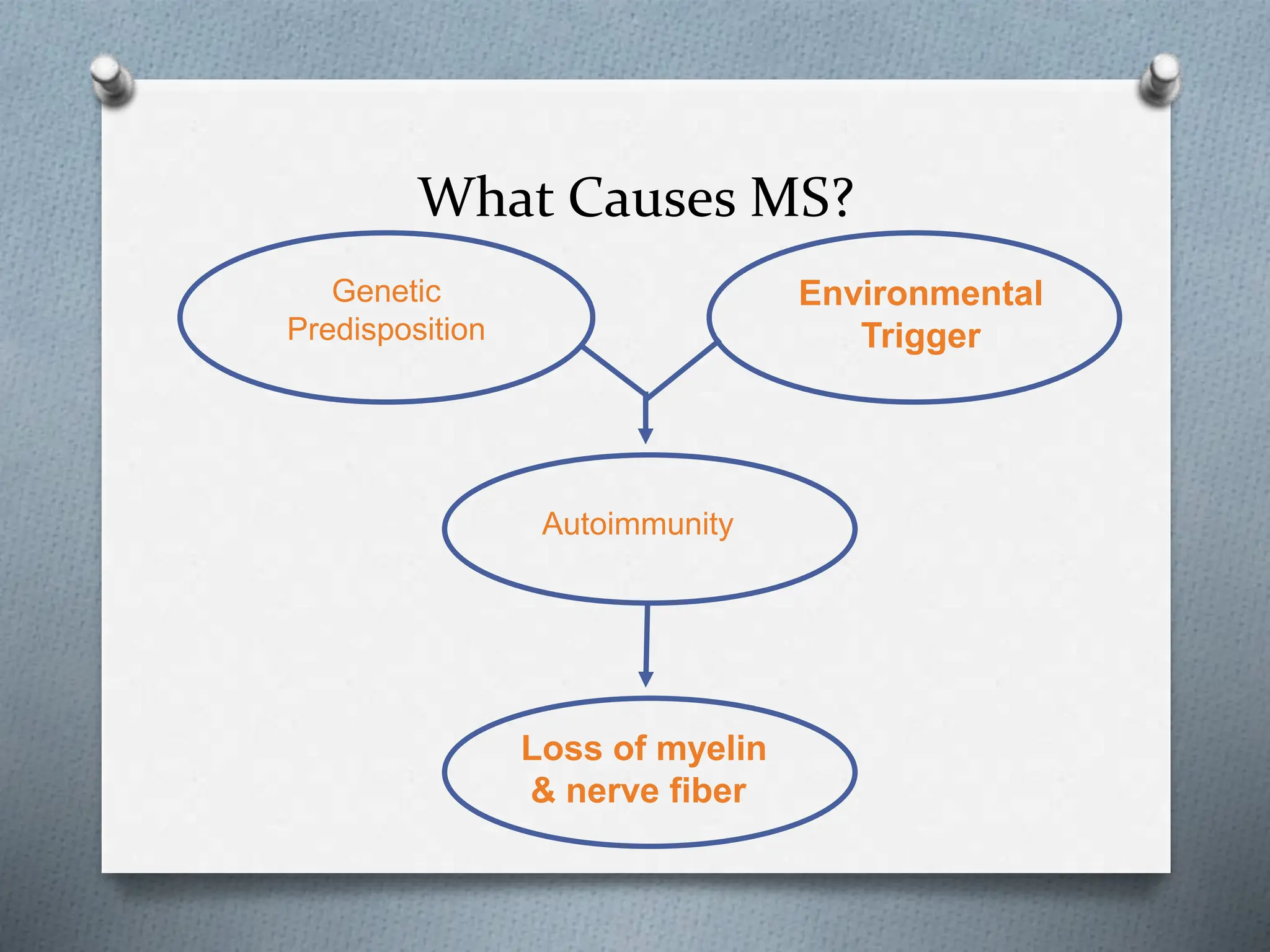 What Causes MS?
Genetic
Predisposition
Environmental
Trigger
Autoimmunity
Loss of myelin
& nerve fiber
 