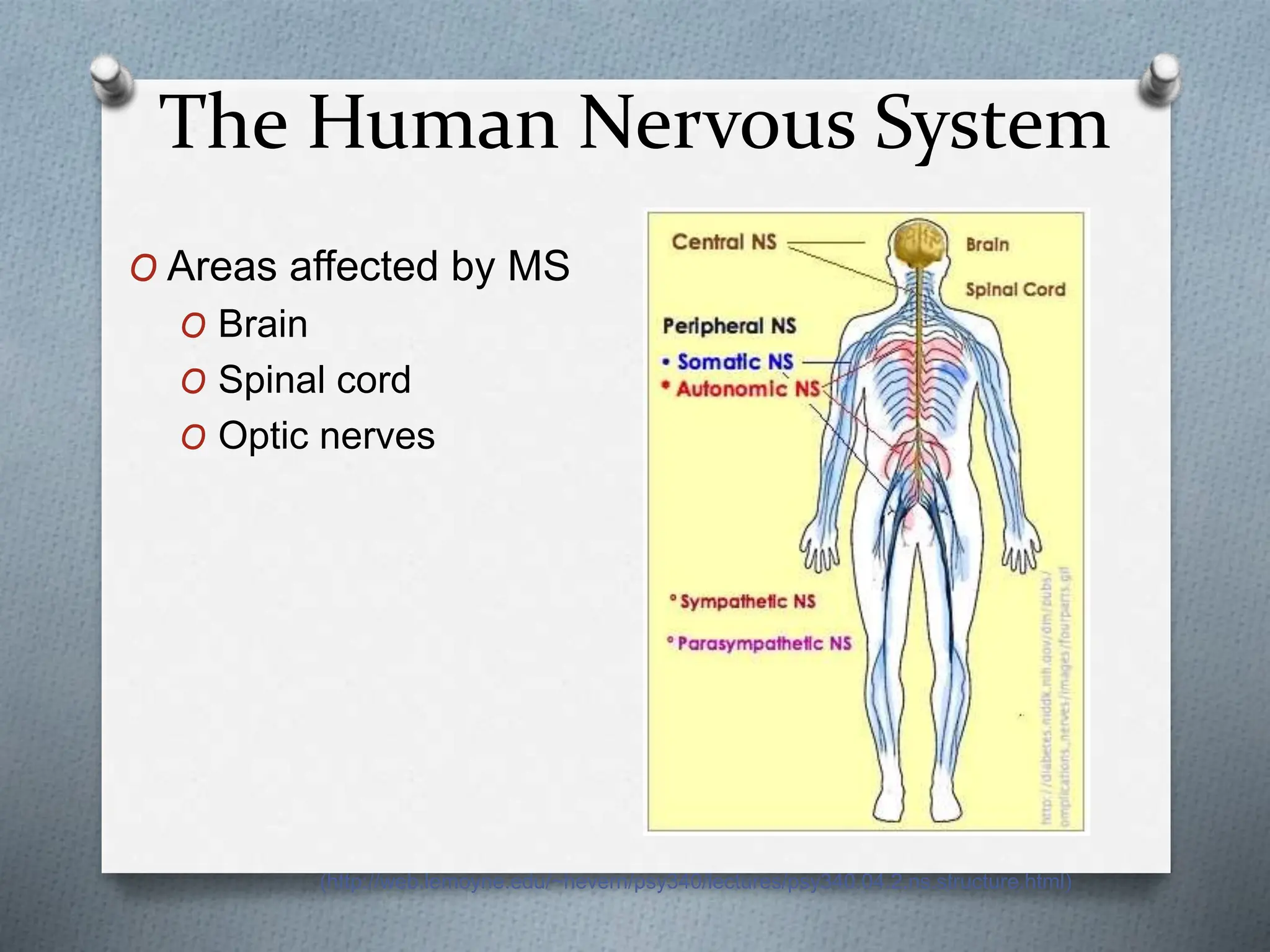 The Human Nervous System
O Areas affected by MS
O Brain
O Spinal cord
O Optic nerves
(http://web.lemoyne.edu/~hevern/psy340/lectures/psy340.04.2.ns.structure.html)
 