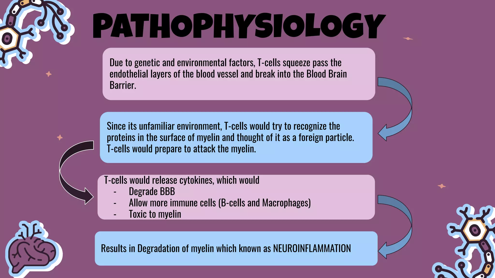 Due to genetic and environmental factors, T-cells squeeze pass the
endothelial layers of the blood vessel and break into the Blood Brain
Barrier.
Since its unfamiliar environment, T-cells would try to recognize the
proteins in the surface of myelin and thought of it as a foreign particle.
T-cells would prepare to attack the myelin.
T-cells would release cytokines, which would
- Degrade BBB
- Allow more immune cells (B-cells and Macrophages)
- Toxic to myelin
Results in Degradation of myelin which known as NEUROINFLAMMATION
PATHOPHYSIOLOGY
 